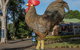 Maleny Hills Motel - thumb 2