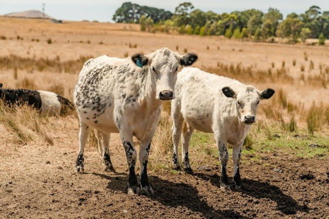 Maluridae Sunset Views By Tiny Away - Geraldton Accommodation 3