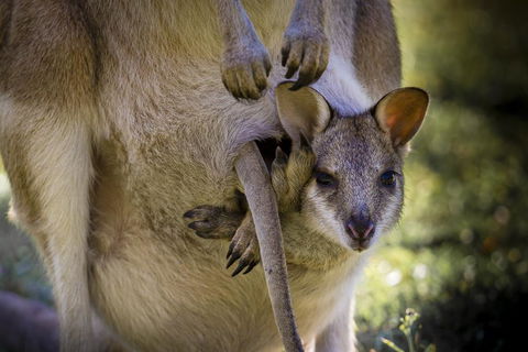 Bamurru Plains - Geraldton Accommodation 3