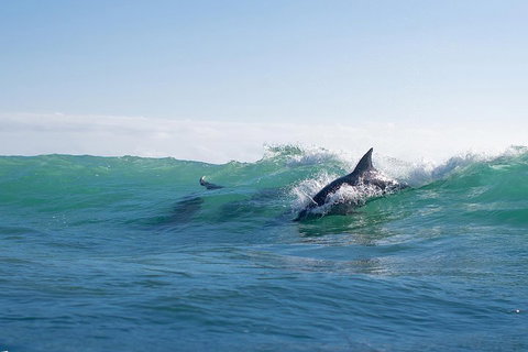 Private Tangalooma Wrecks Tour - Geraldton Accommodation 2