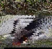 Full Day Tour in the Daintree - Geraldton Accommodation