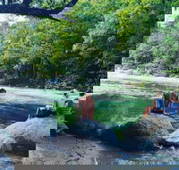 Afternoon Half-Day Daintree Rainforest and River Tour - Geraldton Accommodation