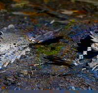 Glow Worms Private Tour - Nocturnal Rainforest Walk - Geraldton Accommodation