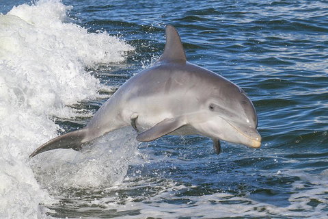 Noosa Oceanrider Scenic Dolphin Safari - Geraldton Accommodation 0