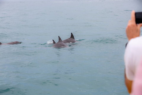 Noosa Oceanrider Scenic Dolphin Safari - Geraldton Accommodation 2