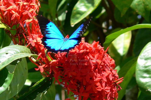 Daintree Rainforest, Cape Tribulation, Mossman Gorge Small-Group Day Tour - Geraldton Accommodation 2