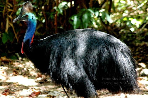 Daintree Rainforest, Cape Tribulation, Mossman Gorge Small-Group Day Tour - Geraldton Accommodation 3