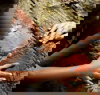 Ngana Julaymba Dungay - Full Day - Geraldton Accommodation