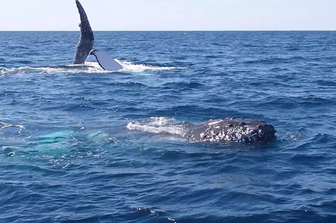 Noosa Whale Watching - Geraldton Accommodation 0