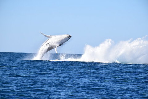 Noosa Whale Watching - Geraldton Accommodation 1