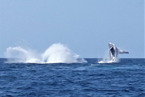 Noosa Whale Watching - Geraldton Accommodation 2