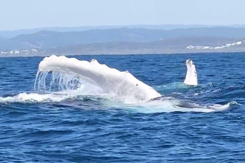 Noosa Whale Watching - Geraldton Accommodation 5
