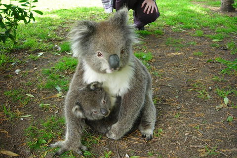 3-Day Private Adelaide To Melbourne Tour - Geraldton Accommodation 5