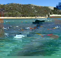 All Inclusive Dolphin and Tangalooma Wrecks Cruise - Geraldton Accommodation