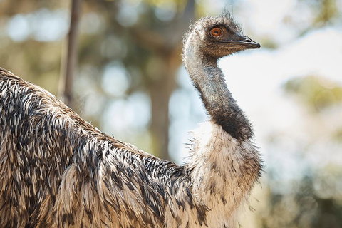 Sydney Taronga Zoo General Entry Ticket - Geraldton Accommodation 4