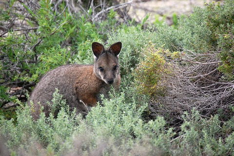 Pink Lake + Abrolhos Islands Nature Tour - Geraldton Accommodation 1