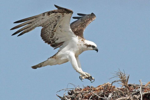 Pink Lake + Abrolhos Islands Nature Tour - Geraldton Accommodation 3