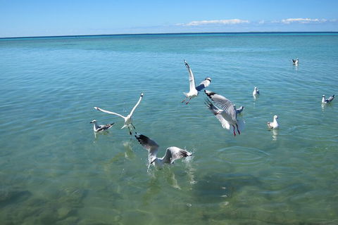 Pink Lake + Abrolhos Islands Nature Tour - Geraldton Accommodation 5