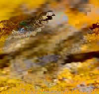 Daintree and Cape Tribulation Full Day Guided Tour - Geraldton Accommodation