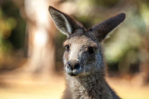 Port Arthur And Tassie Devils Active Day Tour From Hobart - Geraldton Accommodation 2