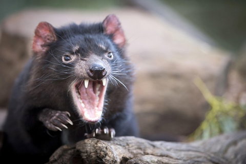 Port Arthur And Tassie Devils Active Day Tour From Hobart - Geraldton Accommodation 3