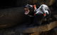 Port Arthur And Tassie Devils Active Day Tour From Hobart - thumb 4