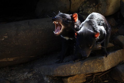 Port Arthur And Tassie Devils Active Day Tour From Hobart - Geraldton Accommodation 4