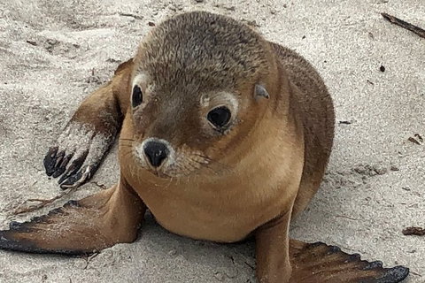 Kangaroo Island Scenic Trail Tour - Geraldton Accommodation 0