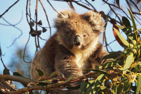 2-Hour Koala Walking Tour In Kangaroo Island - Geraldton Accommodation 0