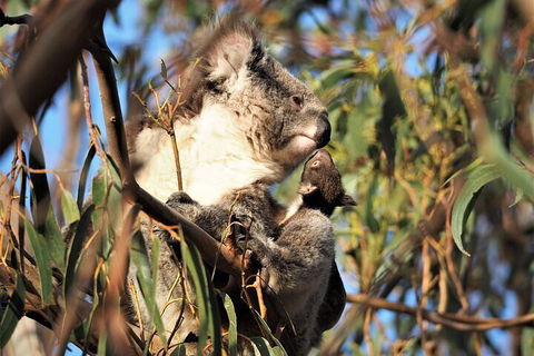 2-Hour Koala Walking Tour In Kangaroo Island - Geraldton Accommodation 1