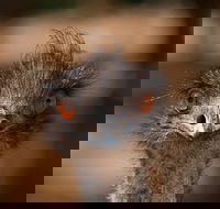 Currumbin Wildlife Sanctuary General Entry Ticket - Geraldton Accommodation