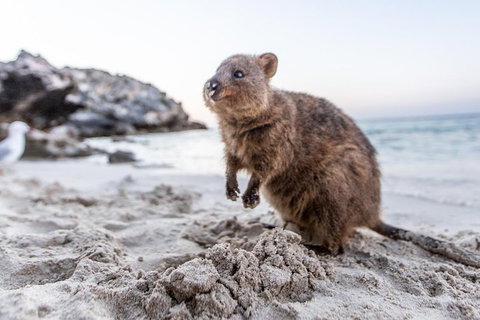 Rottnest Island All-Inclusive Grand Island Tour From Fremantle - Geraldton Accommodation 2