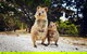 Rottnest Island All-Inclusive Grand Island Tour From Fremantle - thumb 5