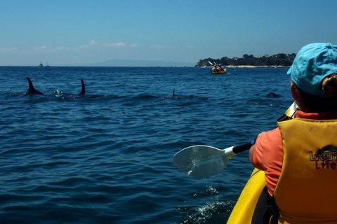 Mornington Peninsula Kayak Coastline Tour Of Dolphin Sanctuary - Geraldton Accommodation 0