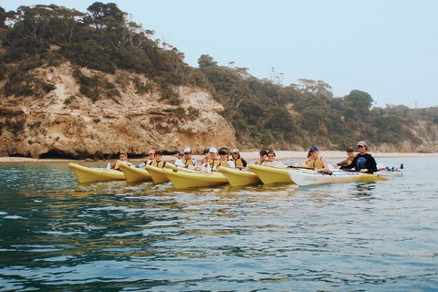 Mornington Peninsula Kayak Coastline Tour Of Dolphin Sanctuary - Geraldton Accommodation 4