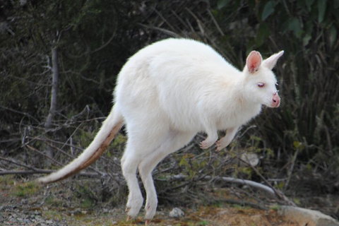 Small-Group Day Trip From Hobart To Bruny Island - Geraldton Accommodation 2