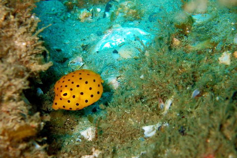 Wave Break Island Scuba Diving On The Gold Coast - Geraldton Accommodation 3
