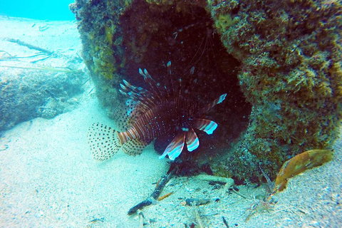 Wave Break Island Scuba Diving On The Gold Coast - Geraldton Accommodation 5