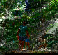 Full Day Daintree Rainforest and Mossman Gorge Tour - Geraldton Accommodation