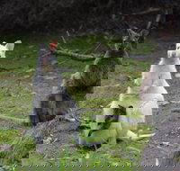 Full-Day Guided Bruny Island Tour from Hobart