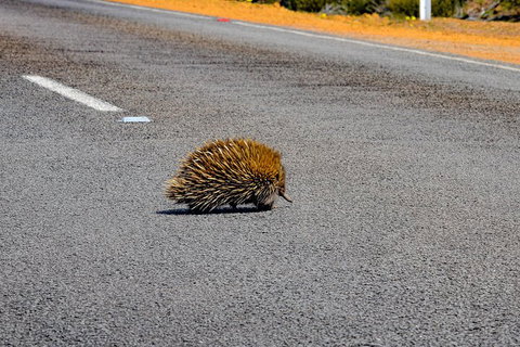 Kangaroo Island Luxury Small Group 'Flinders Chase Focus' Full Day Tour - Geraldton Accommodation 3