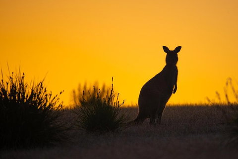 Kangaroo Island Luxury Small Group 'Flinders Chase Focus' Full Day Tour - Geraldton Accommodation 5