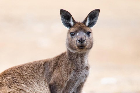 Kangaroo Island Luxury Small Group 'East End Explorer' Full Day Tour - Geraldton Accommodation 1