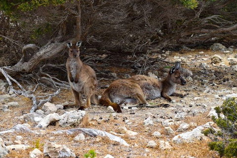 Kangaroo Island Luxury Small Group 'East End Explorer' Full Day Tour - Geraldton Accommodation 4