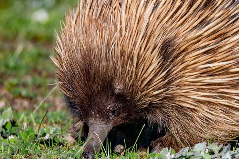 Kangaroo Island Luxury Small Group 'East End Explorer' Full Day Tour - Geraldton Accommodation 5