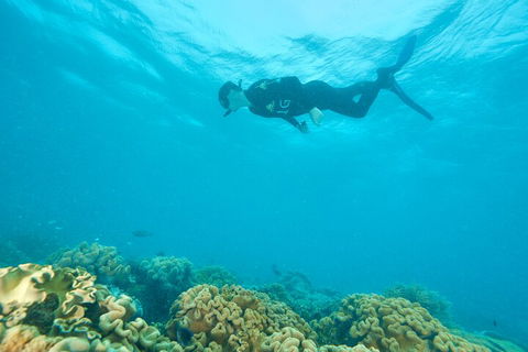 Ocean Freedom Great Barrier Reef Personal Luxury Snorkel & Dive Cruise, Cairns - Geraldton Accommodation 5