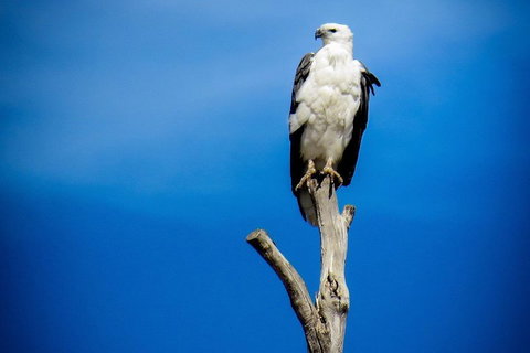 Kangaroo Island 75-Minute Ocean Safari - Geraldton Accommodation 0