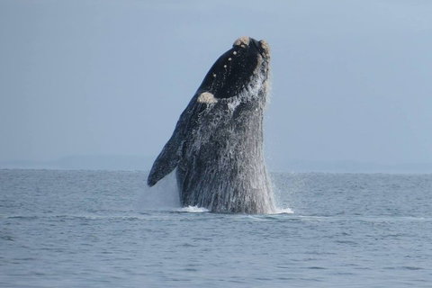 Kangaroo Island 75-Minute Ocean Safari - Geraldton Accommodation 2