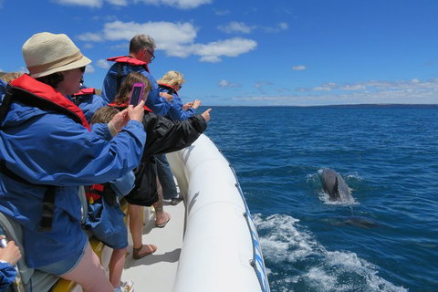 Kangaroo Island 75-Minute Ocean Safari - Geraldton Accommodation 3