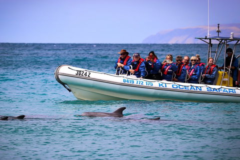Kangaroo Island 75-Minute Ocean Safari - Geraldton Accommodation 4
